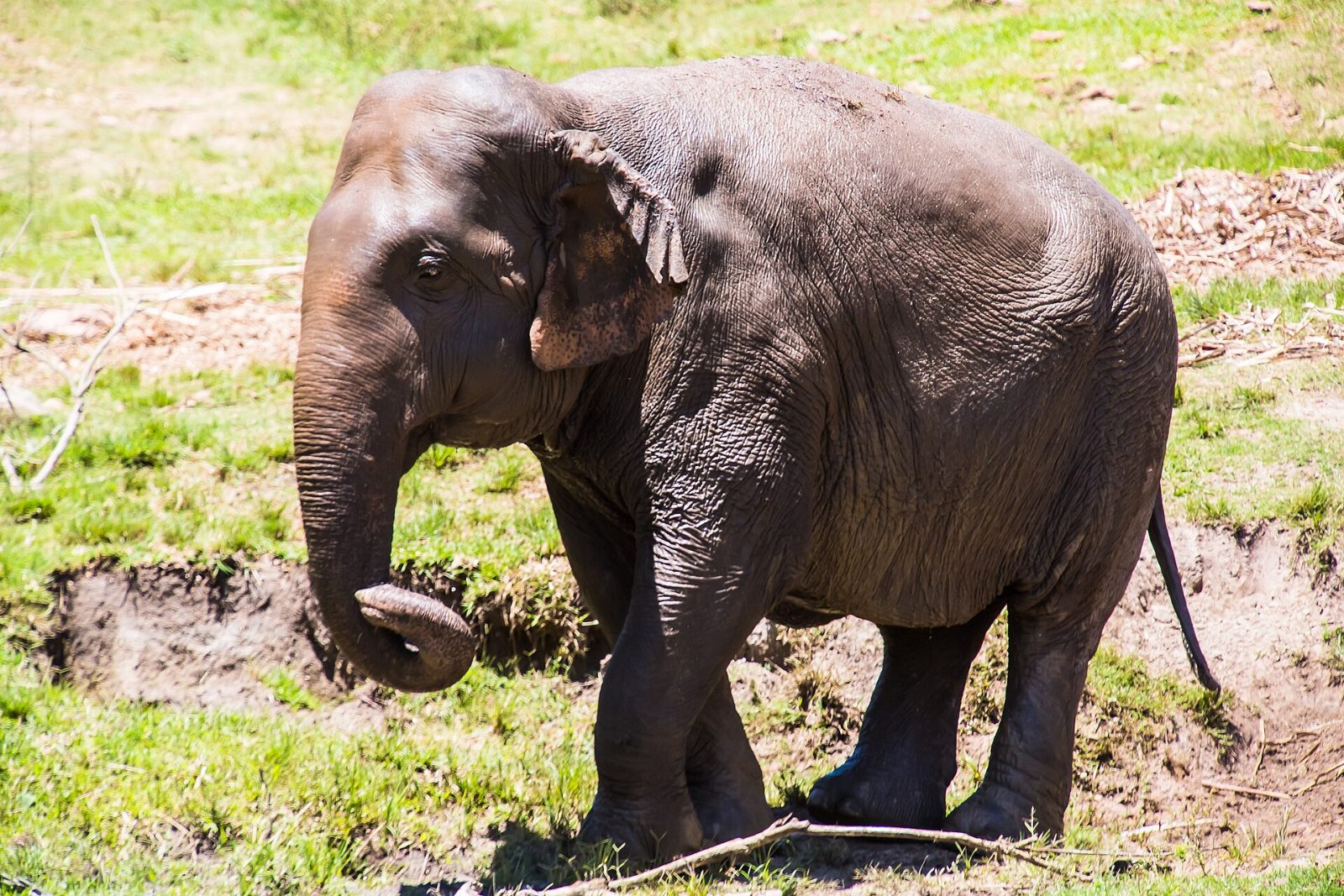 Itatiba Elefante no Zooparque de Itatiba