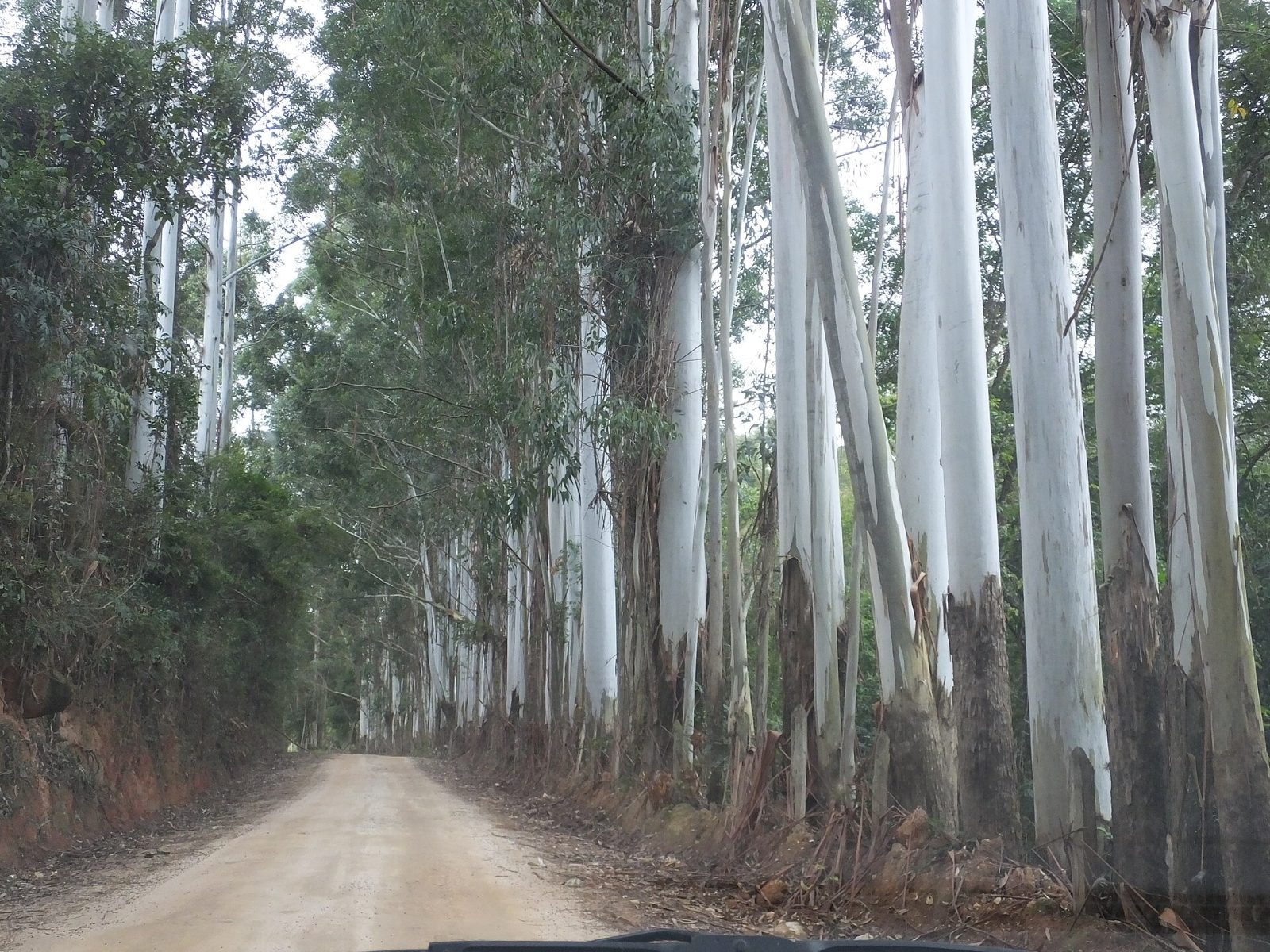 Estrada de terra entre eucaliptos em Morungaba