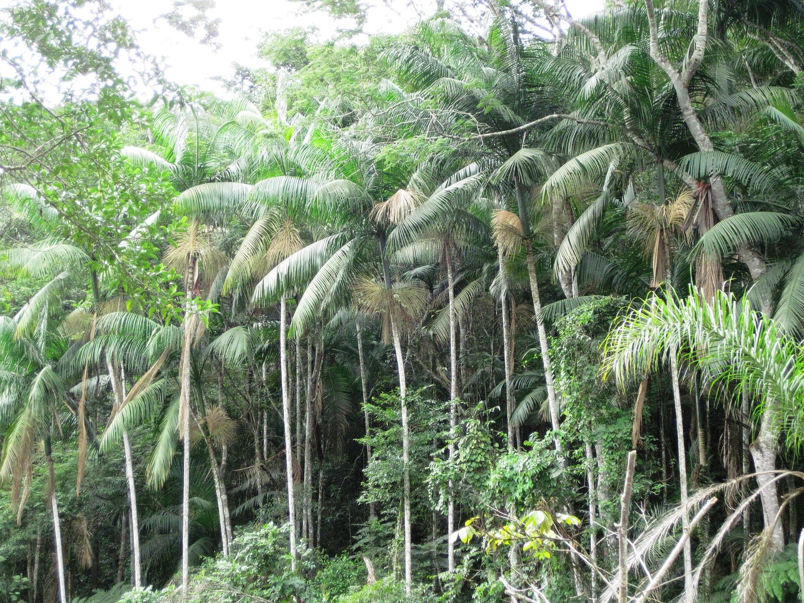 Santa Isabel Mata do Recanto do Palmital, em Santa Isabel